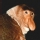 Mono narigudo