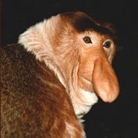 Mono narigudo