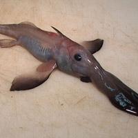 Pez chimaera