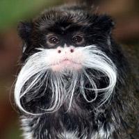 Emperor Tamarin