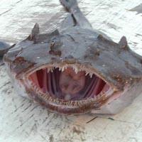 Monkfish