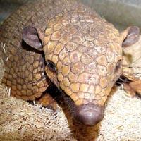 Armadillo