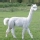 Alpaca (animal)