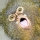 Tit� pigmeo