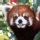 Panda rojo
