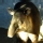 Tapir