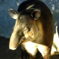 Tapir