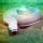 Mixino (hagfish)