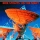 Dire Straits - On the Night