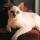 Gato Tonquin�s