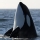 Ballena