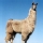Llama