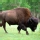 Bisonte