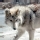 Lobo