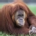 Orangut�n