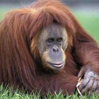 Orangután