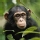 Chimpanc�