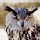 B�ho