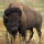 B�falo