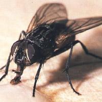 Mosca