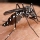 Mosquito
