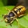 Avispa