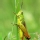 Saltamontes