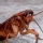 Cucaracha