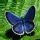 Mariposa