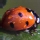 Mariquita (insecto)
