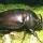 Escarabajo