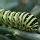 Oruga (larva)