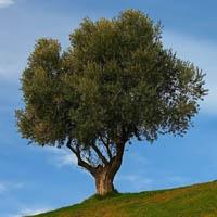 Olivo