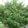 Laurel