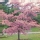 Cerezo