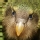 Kakapo