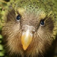 Kakapo
