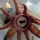 Pulpo dentudo