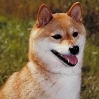 Shiba