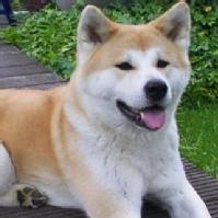 Akita
