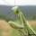 Mantis religiosa