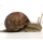 Caracol