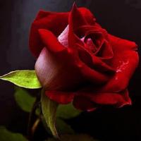 Rosa