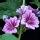 Malva