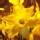 Narciso