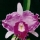 Orquidea