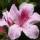 Azalea