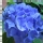 Hortensia
