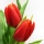 Tulip�n