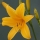 Lirio